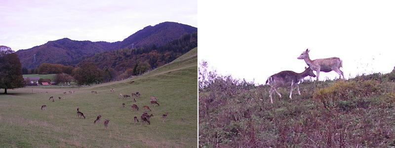 Rehe und Hirsche